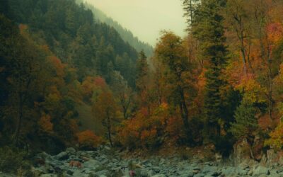 Viviendo en la buena voluntad de Dios, agradable y perfecta