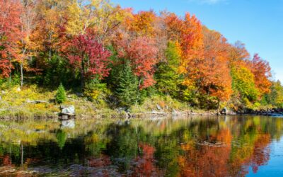 Me siento seguro a la sombra del Altísimo